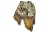 Fossil Woolly Rhino (Coelodonta) Tooth - Siberia #330940-1